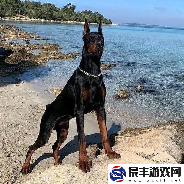 “俄罗斯犬种绝不止于‘大’！”