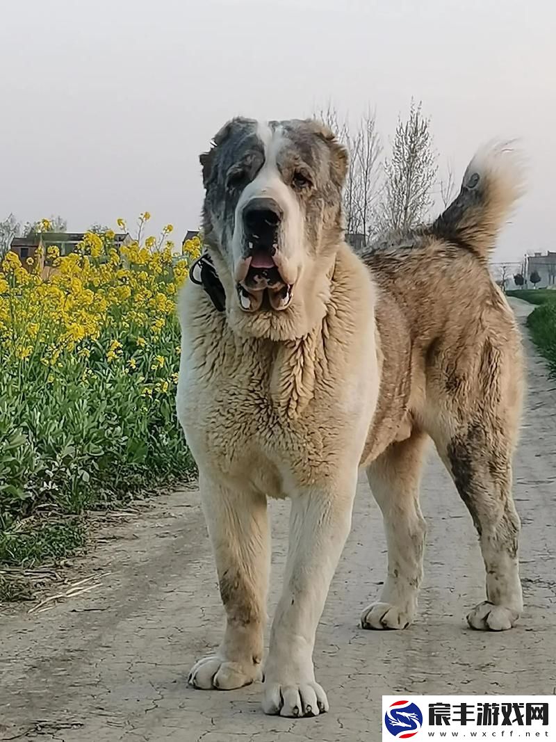 “俄罗斯犬种绝不止于‘大’！”