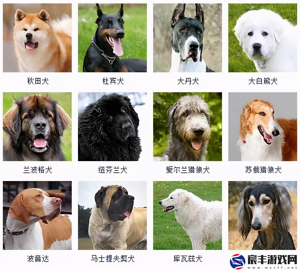 “十大犬种”科技新潮笑谈“汪星人”的AI盛宴