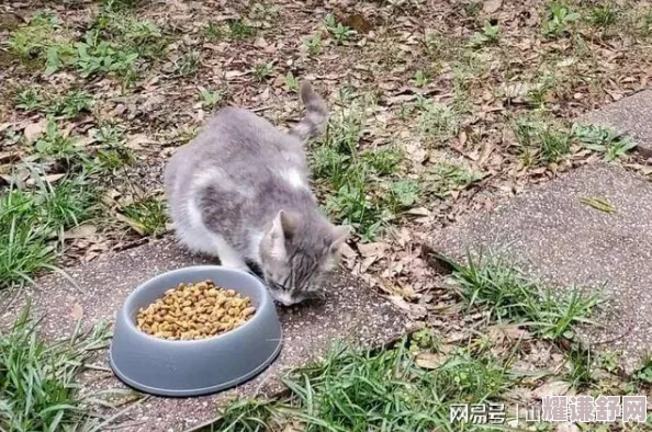 埃及猫原版-古老文明的宠物-揭示了人类与动物之间深厚的情感纽带和历史渊源
