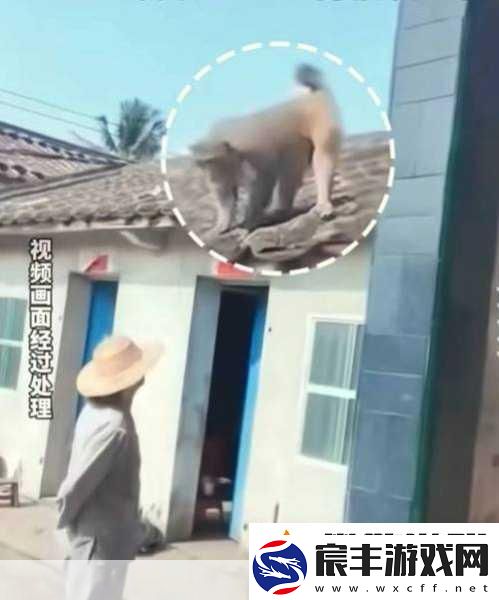 打扑生猴子-从打扑生猴子看人与动物的互动