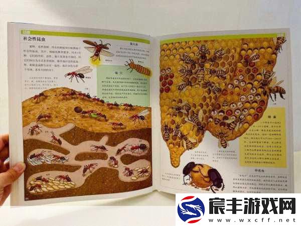 探索文明-6-标准版与白金版的差异之谜