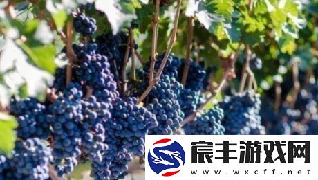 送去新疆数葡萄干是什么梗网络用语-送去新疆数葡萄干梗意思及出处分享