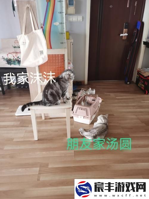 “串门偶得”：趣谈科技圈的“私密”发现