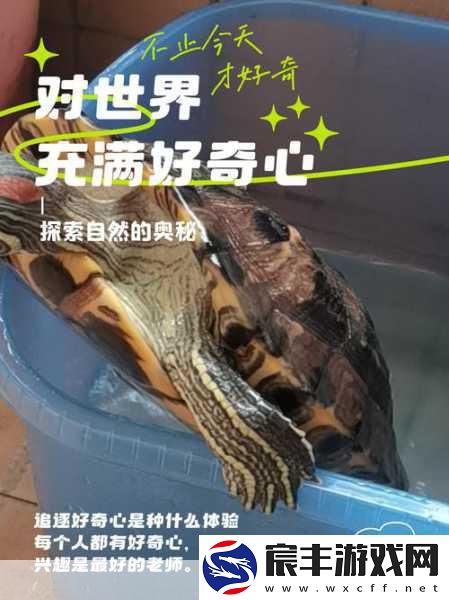 探索乌龟服科泰罗的谜题之谜