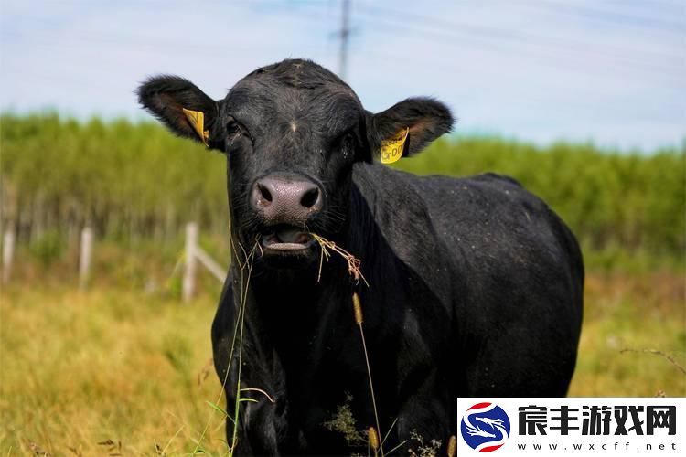 租牛新潮流-丰顺市引领风骚！