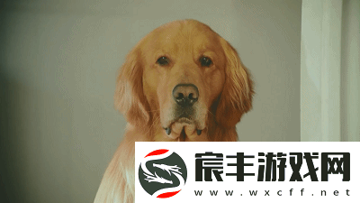 三伏天就要买棉袄到底为什么-大王带你探索事情真相