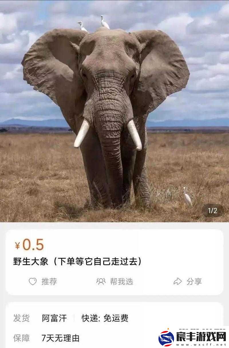 满-18-点此安全转入-2023-大象：你准备好了吗
