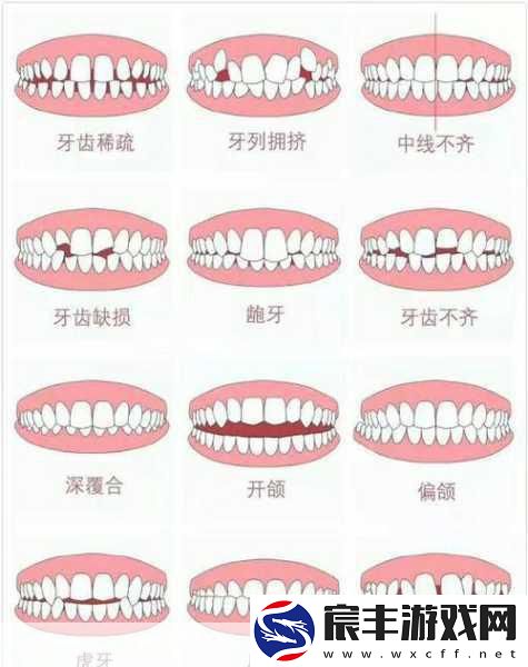 牙齿正畸新视角-在蚂蚁庄园里探索美的真谛