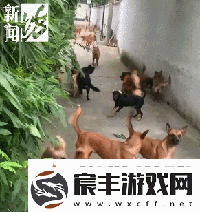 美国-ZOOM-人狗高清：令人震惊的画面