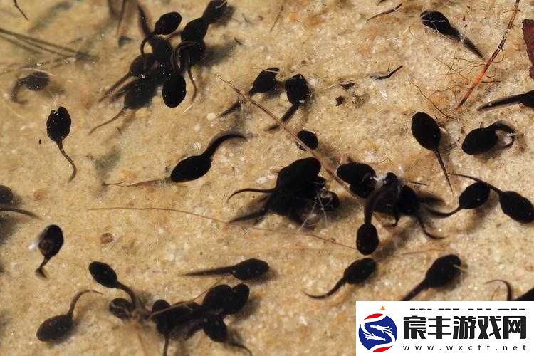 9-色蝌蚪：神奇的生物世界