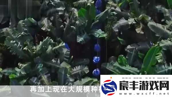 天堂1香蕉汁加多少血