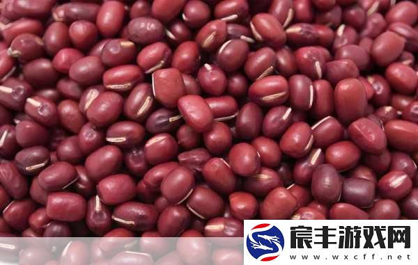 嘛豆子传媒入口：全面拓展嘛豆子传媒的多元化入口与发展策略