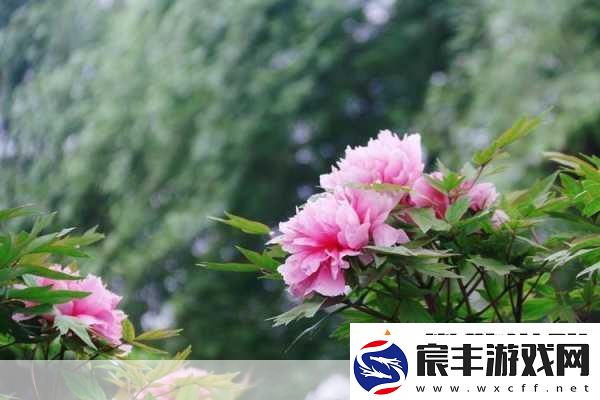 亭亭玉立国色天香四月天科普带你走进春天
