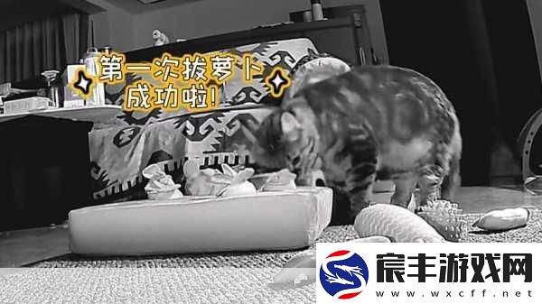 二人世界拔萝卜第一人称版本全新升级-二人世界中的萝卜拔除大作战：我的亲密伙伴与美好回忆