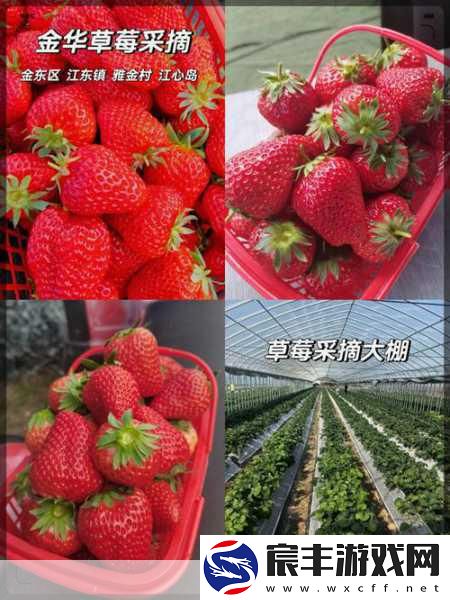 草莓视频苏：探索草莓视频：全新娱乐体验-畅享无限乐趣！