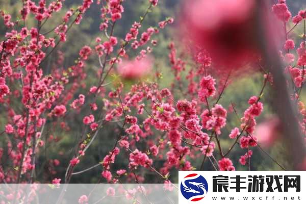 zztt31.ccm黑料不打烊：探索zztt31.ccm黑料不打烊的秘密与魅力所在