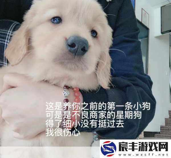 我的第一次给了家狗狗：第一次与我家的狗狗共度欢乐时光的回忆