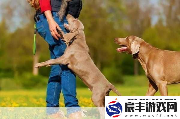 狗狗配人怎么配-1.-狗狗与人类的完美搭配：情感链接探讨