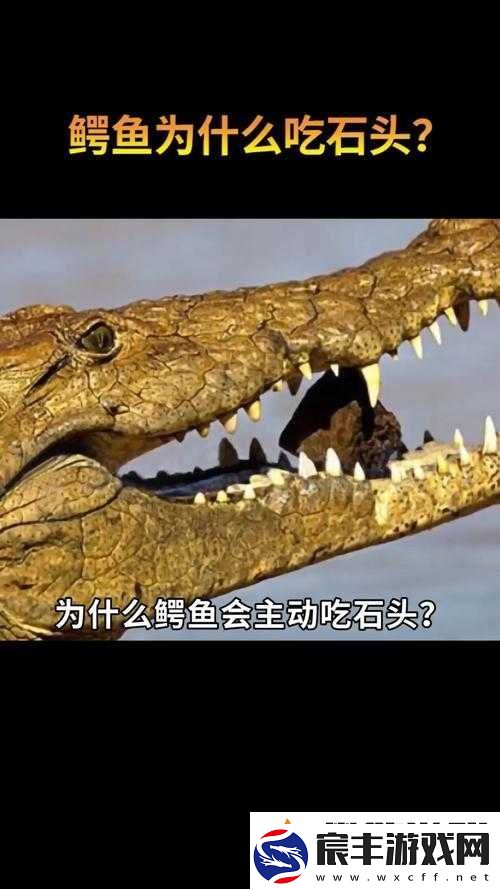 揭秘疯狂动物园-鳄鱼为何无法成为鳄鱼的食物及其背后原因