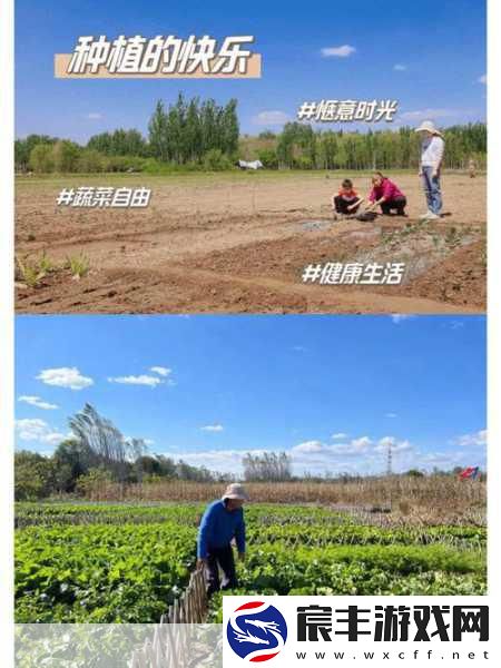 光腿拔萝卜光腿拔萝卜：光腿拔萝卜的奇妙乐趣与乡村生活体验