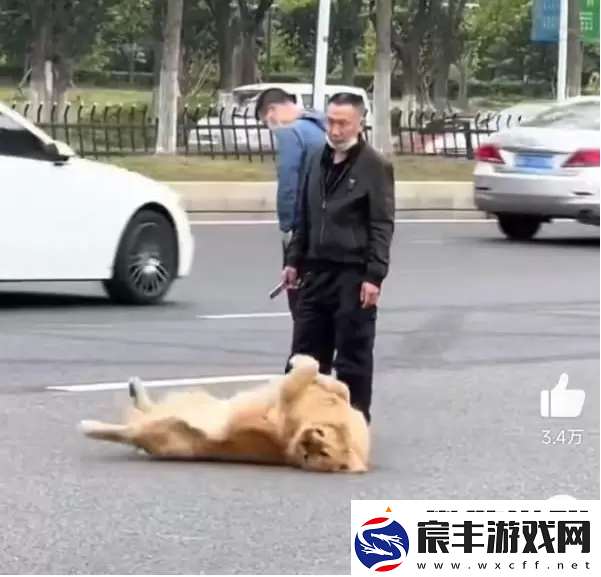 站岗小狗什么梗