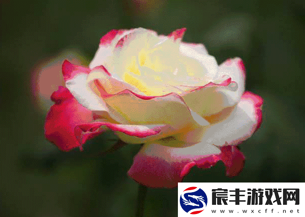 色彩变幻如梦如幻——动态色图
