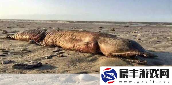 探索饥荒巨人观海洋财宝的神秘之地