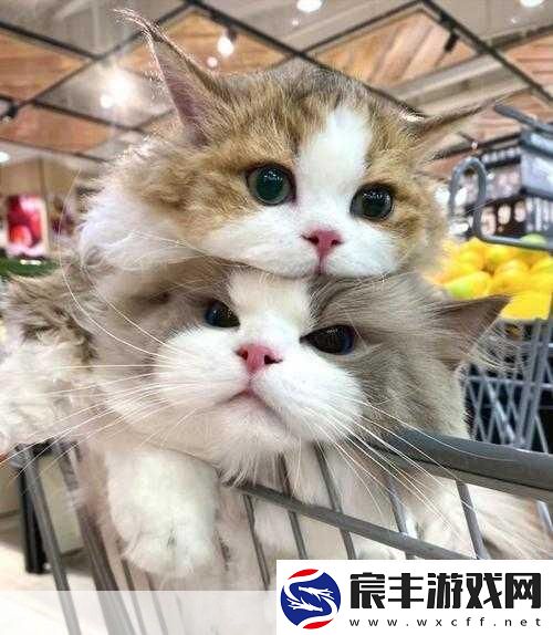 萌力全开！小猫跳跃下载热潮-尽享超萌跳跃盛宴