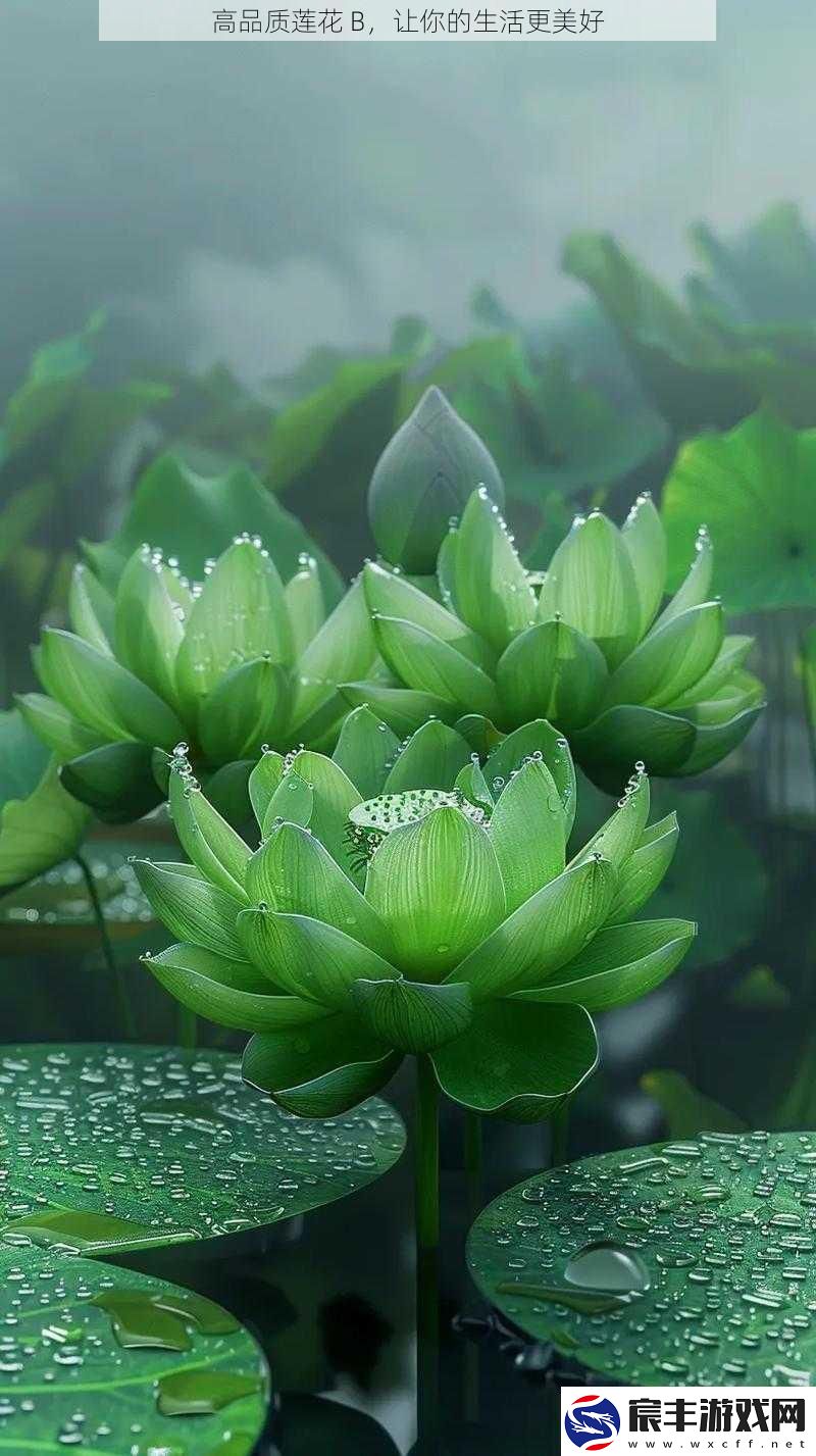 高品质莲花B让你的生活更美好