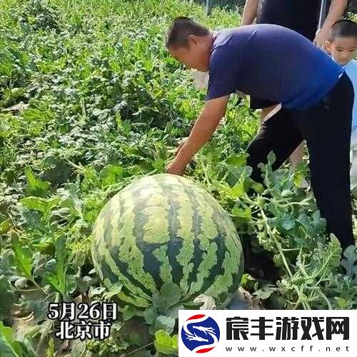 呱呱大爆料往期瓜合集：精彩大盘点