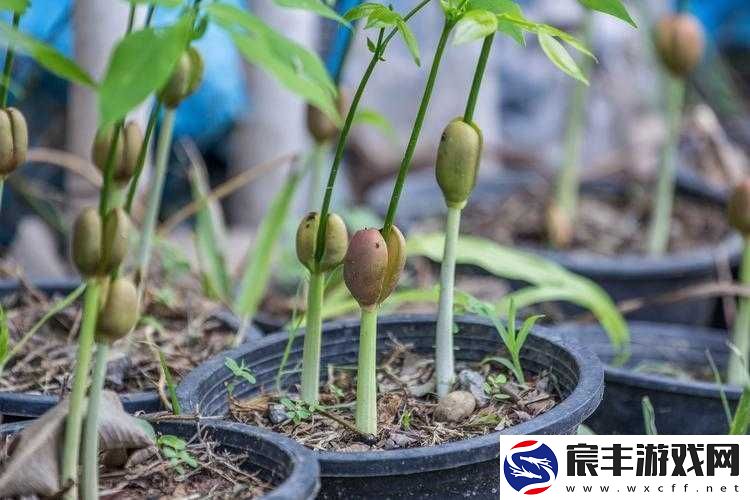 苏软软优质灌溉系统汉怡昏大地复苏：一场关于生命与希望的奇迹之旅