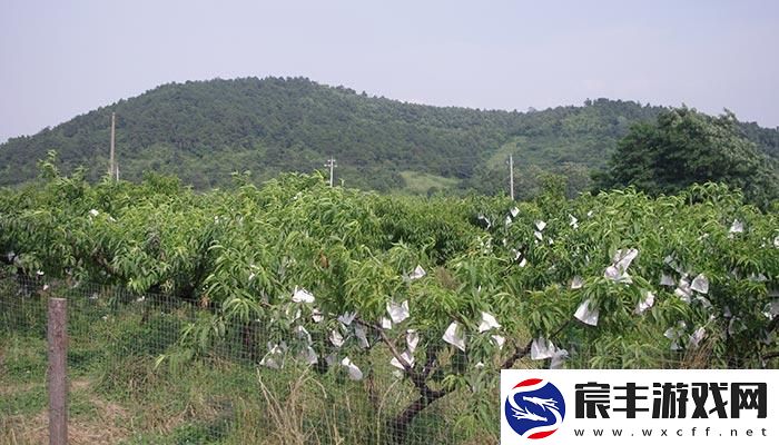 “岭风”来袭日本水蜜桃笑傲游戏解说界！！