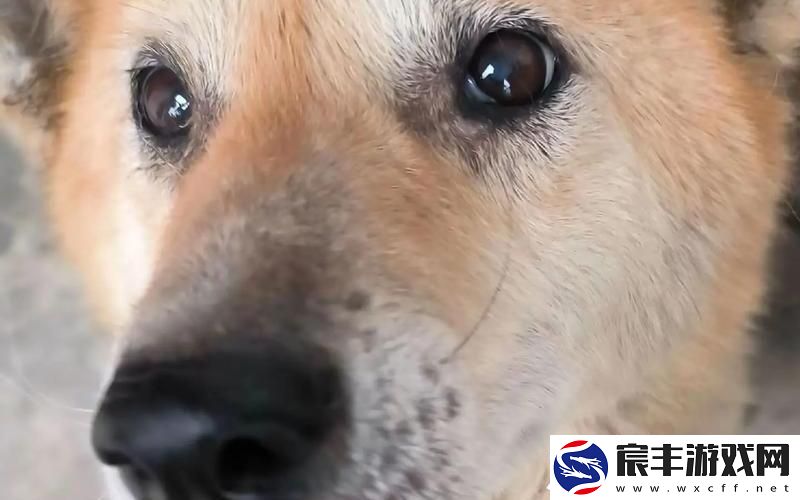狗狗 又长又烫—狗很烫怎么办