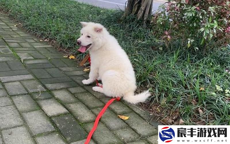 狗狗卡我里面不出来-狗狗卡住了出不来
