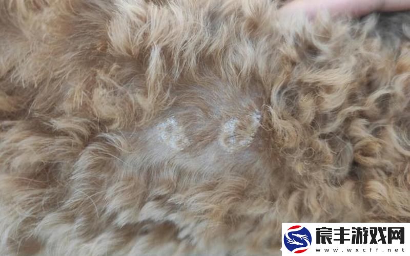 狗狗又烫又大又长_狗狗很烫怎么回事
