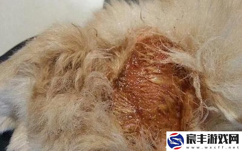 狗狗的东西又大又烫-狗狗的东西又大又烫是为什么