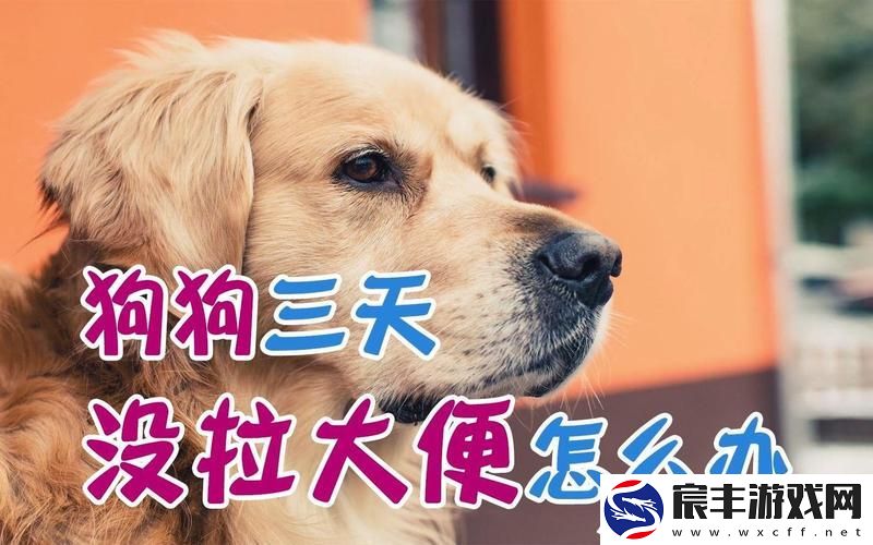 狗狗的东西又硬又烫又臭怎么办,老公不在家狗狗的东西能要吗