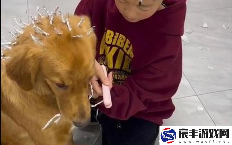 狗狗的东西又硬又烫怎么办—狗狗的东西进里就变大
