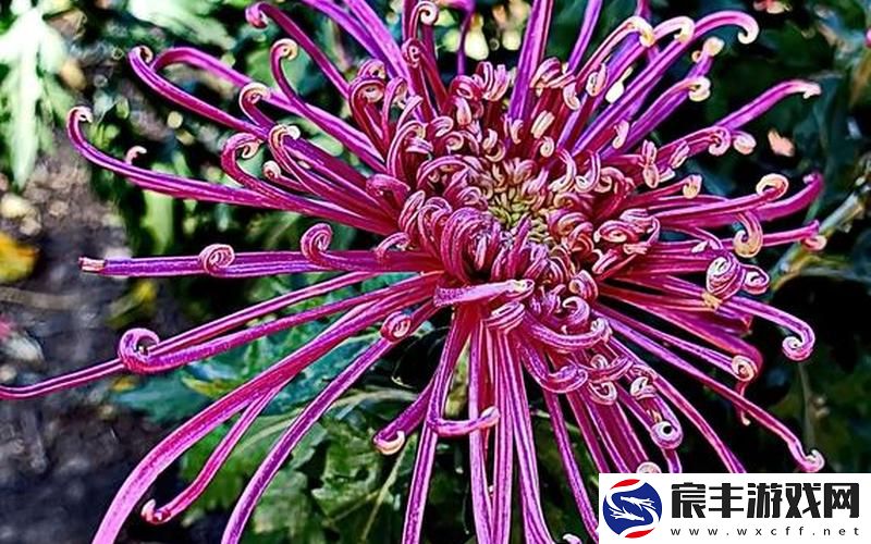 答错一题菊花放一支笔答错一题菊花放一支笔作文