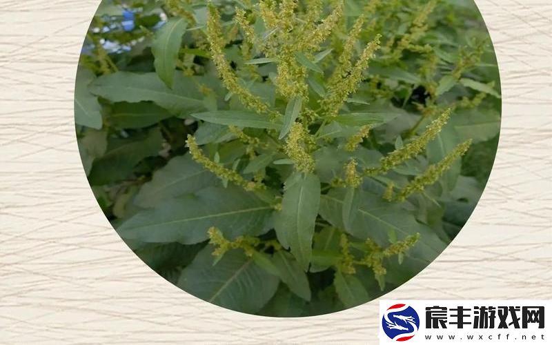 野草乱码一二三四区别在哪