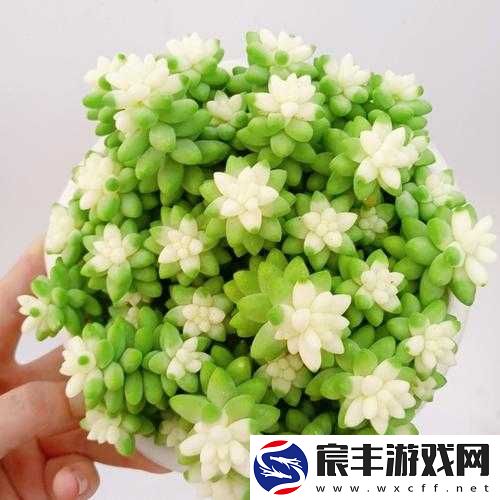 玉缀多肉能叶插：探索多肉叶插的神奇世界