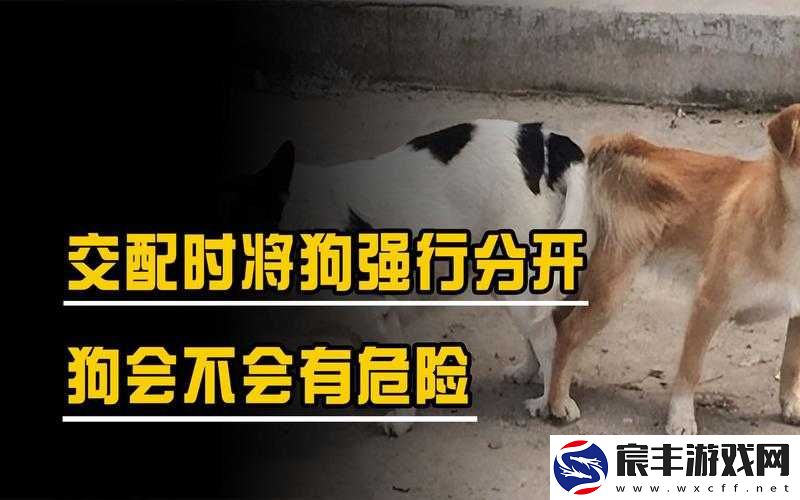 狗配人会锁住多长时间能分开：这是什么问题
