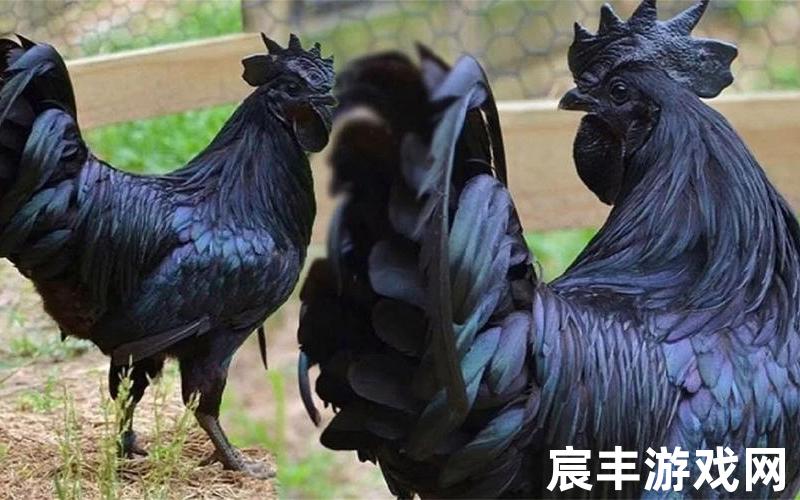 非洲小鸡(非洲养鸡)