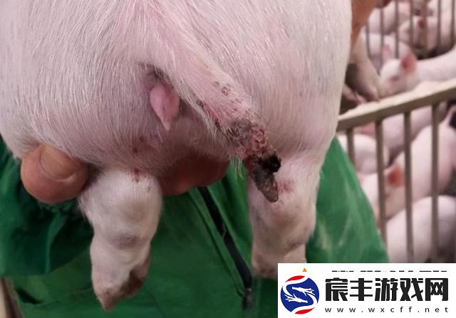 钻猪传奇：科技狂潮中的异类明星
